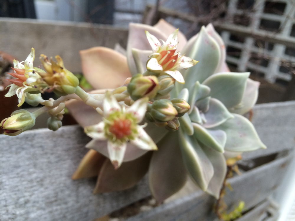 紅朧月錦 多肉植物 グラプトペタルム - 植物/観葉植物