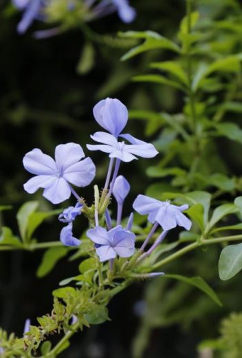 成長が早め めちゃめちゃ早い Plants Seeding