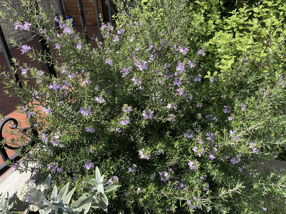 ウエストリンギアの特徴・実用例・通販 – Seeding