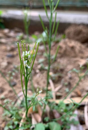 道端の草】植物一覧 | おすすめ植物の特徴・実用例を紹介 – Seeding