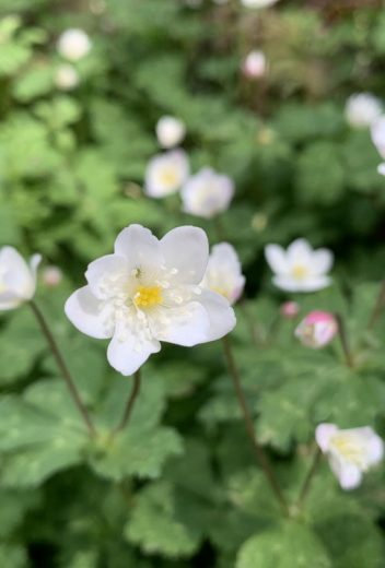 道端の草】植物一覧 | おすすめ植物の特徴・実用例を紹介 – Seeding