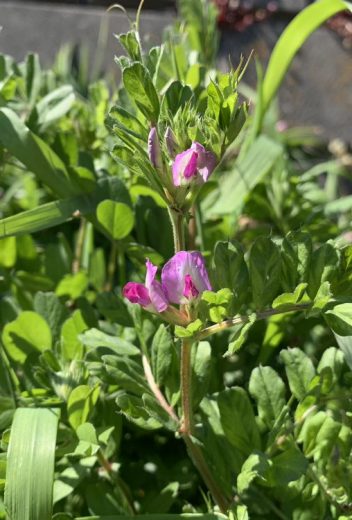 道端の草】植物一覧 | おすすめ植物の特徴・実用例を紹介 – Seeding