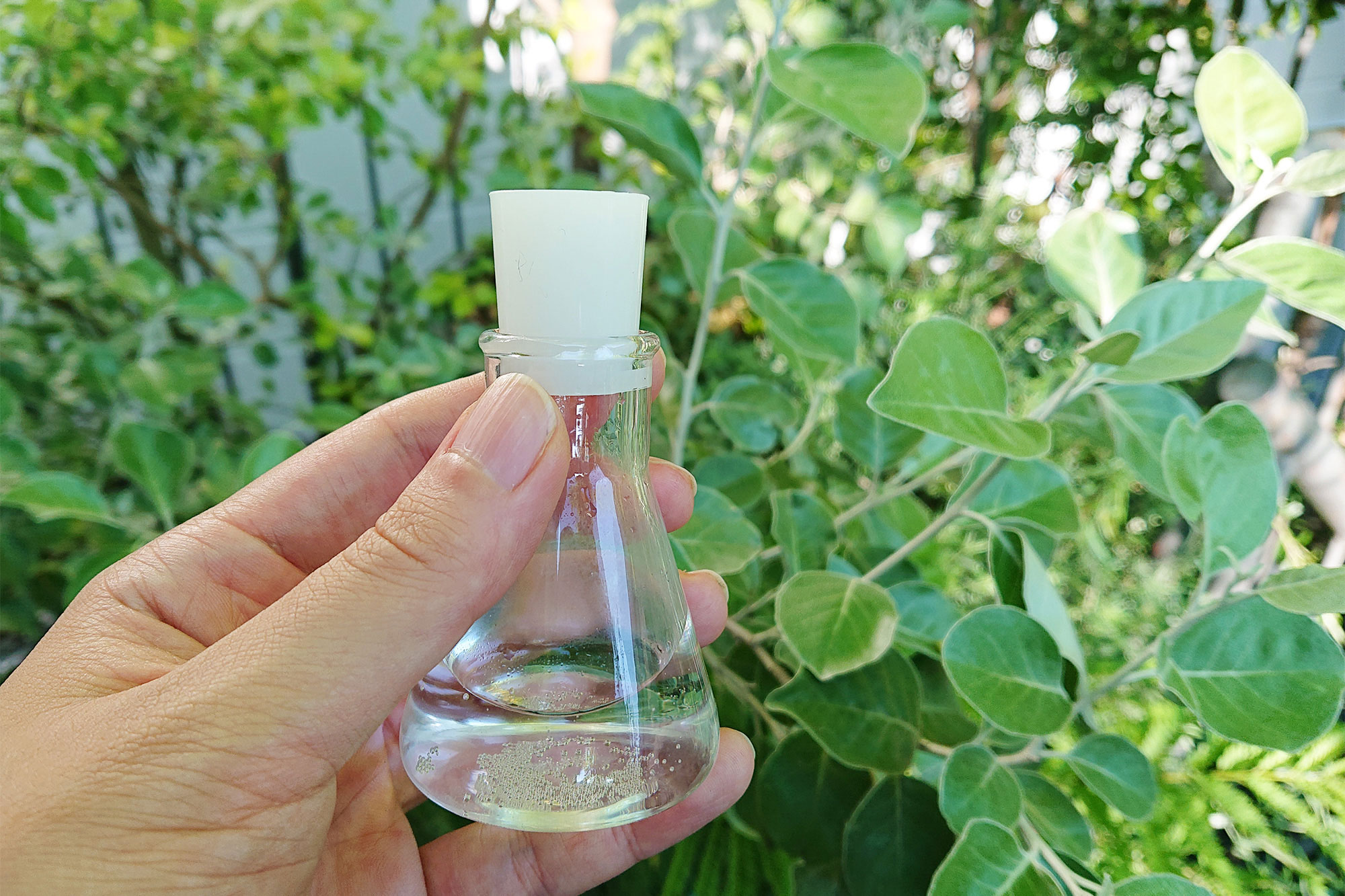 植物からいただく、香りの楽しみ -Herb water Maker- – Seeding