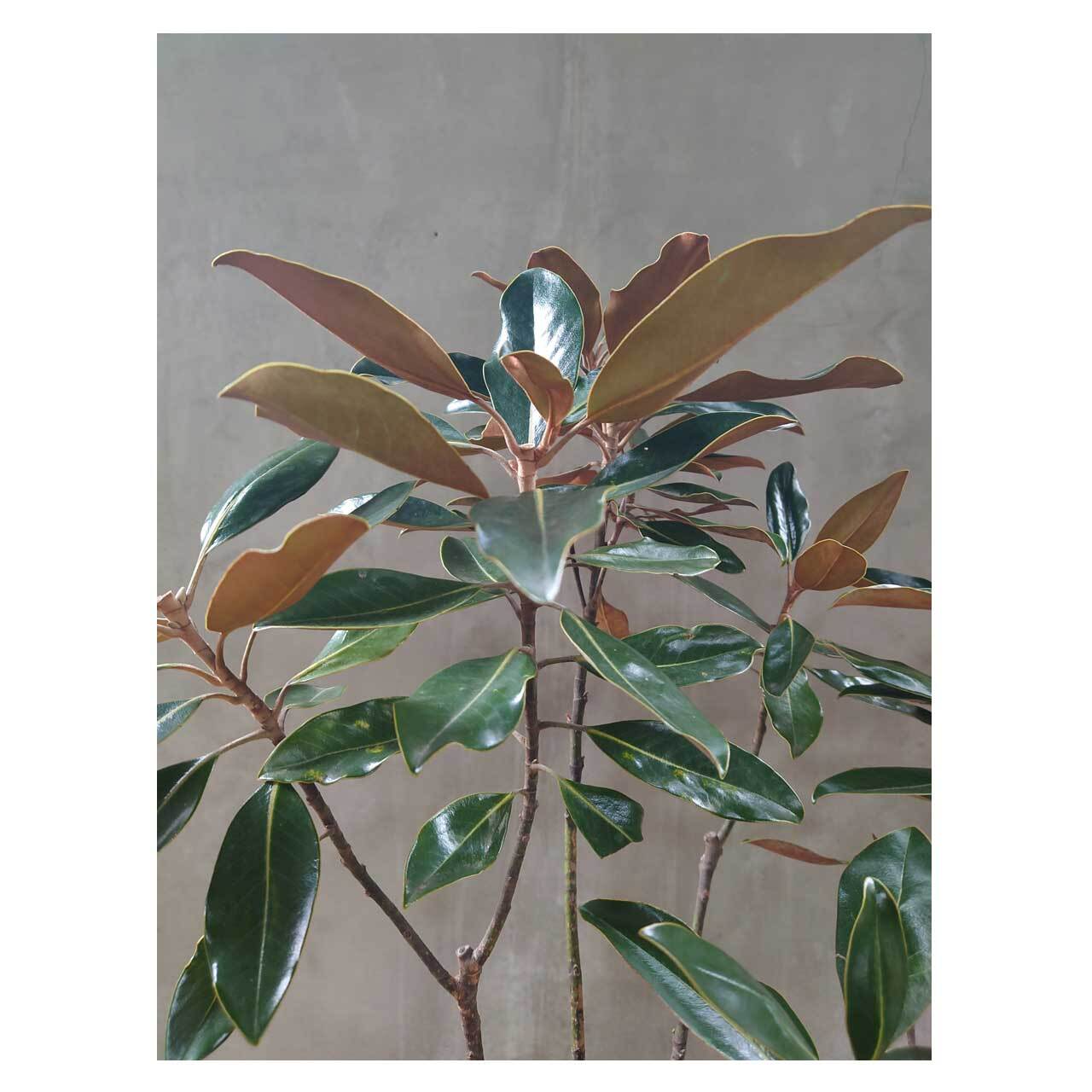 タイサンボク リトルジェム Seeding