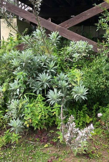タマモクマオウの特徴・実用例・通販 – Seeding